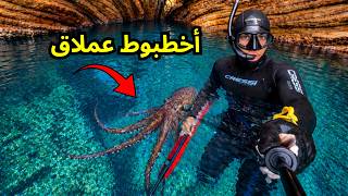 Spearfishing Korbous 🇹🇳 | أخطبوط عملاق 🐙