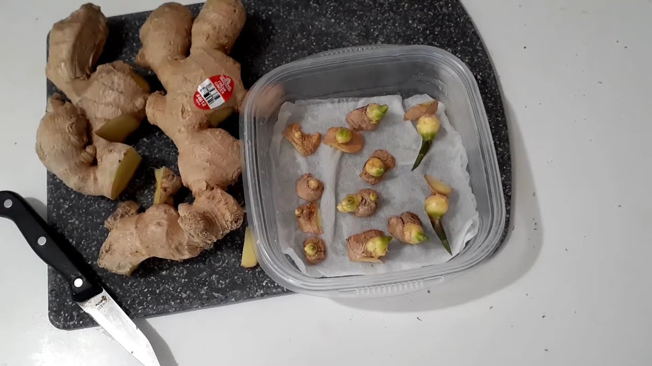 Growing store bought ginger | Interesting trick to make them root