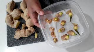 Growing store bought ginger | Interesting trick to make them root quicker
