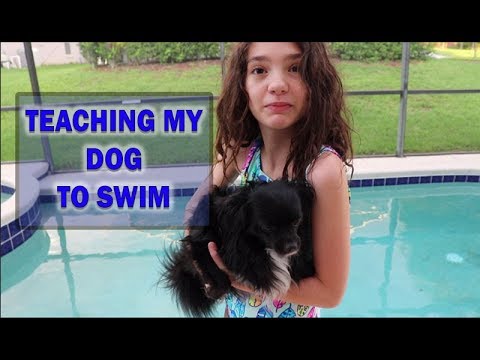 Teaching My Dog to Swim - Fun In The Pool - YouTube