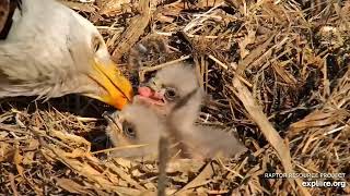 Decorah Eagles - North Nest 28.03.2024