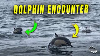 Ocean Encounter with Playful Dolphins