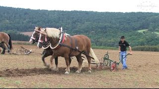 Pflügen mit Pferden in Nebra 2-2 Plowing with Horses