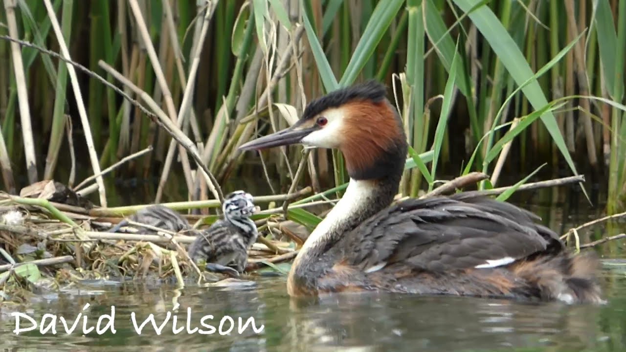 Crested Grebe chicks leave the nest for the first time and take up residence under their mum's wings