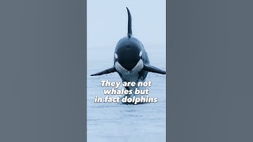 Apex predators #animals #wolf #subscribetomychannel #popular #spider #trend