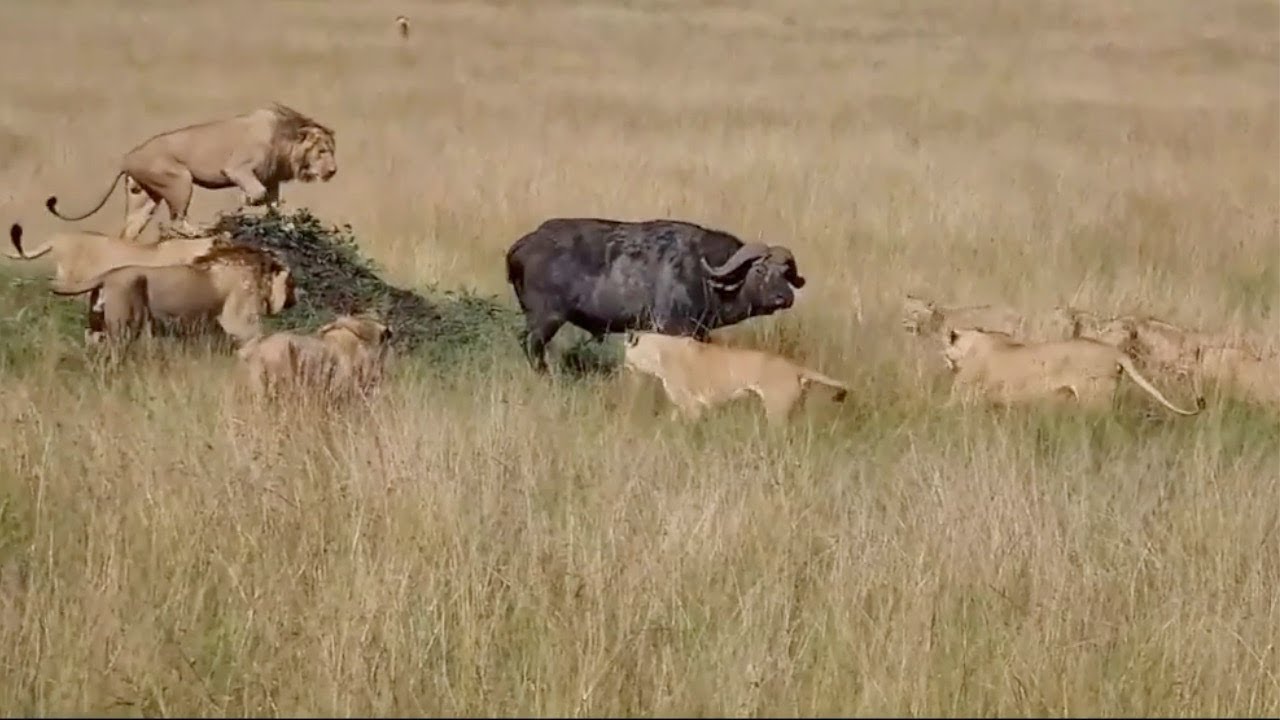 Animal Sight Buffalo runs into a massive lion prideVIDEO photo picture