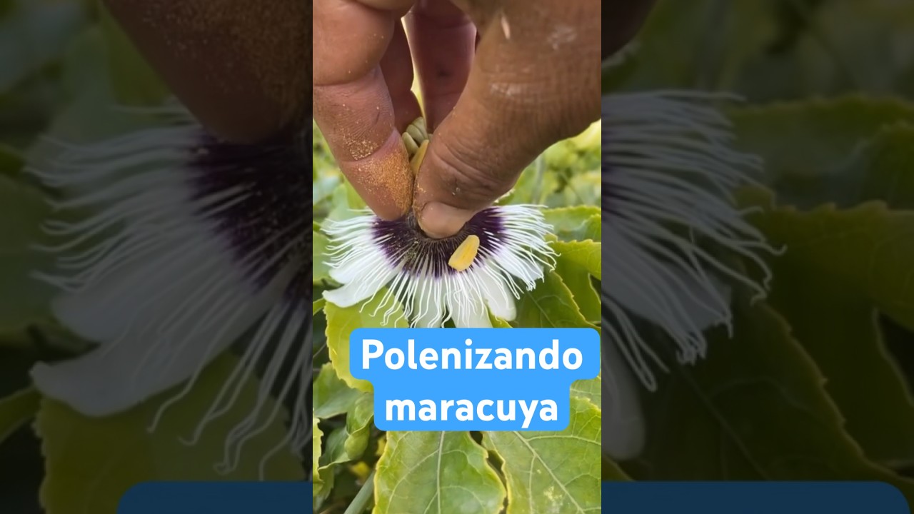 Como polinizar maracujá maracuya #agro #maracuya #maracuja #polen #polinizacion #fruta #campo #viral