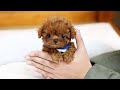 20 Smallest And Cutest Dog Breeds In The World
