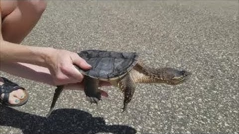 How to Help Turtles Cross the Road