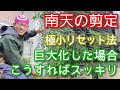 【南天(ナンテン)の強剪定】劇的に小さくサイズダウン可能な仕立て直し方法※実より縮小優先となります(2024年1月)🌱‼️