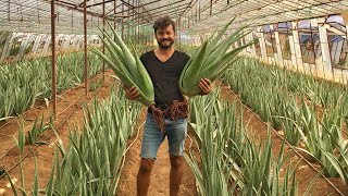 ALOE VERA - Transferring A Massive Aloe Vera Garden to Our New Place