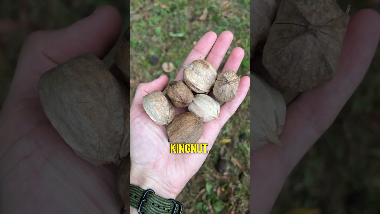 Самый большой из орехов #собирательство #гикори