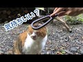 【100均】衣類用毛玉取りブラシを野良猫さんに試してみたら【ダイソー】 -I tried using a 100-yen shop brush for a stray cat.-