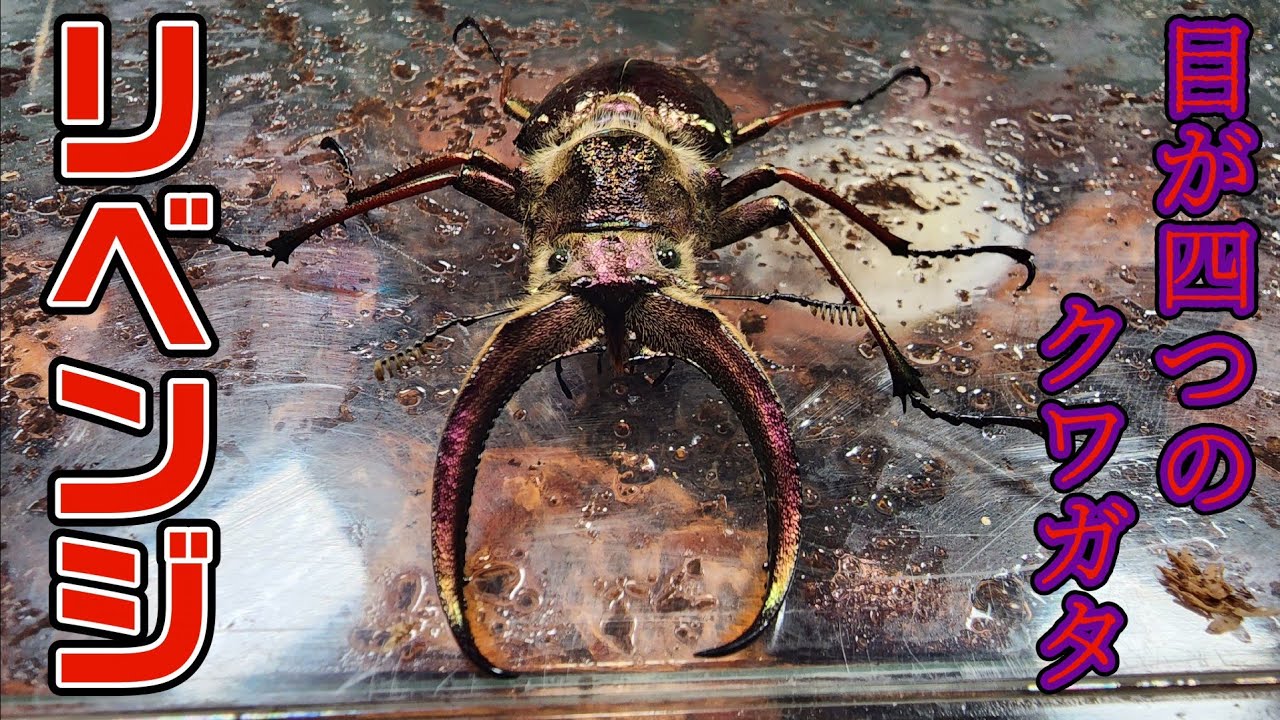 ブリード成功者が2人しか居ない謎の多い南米のクワガタを3年ぶりに