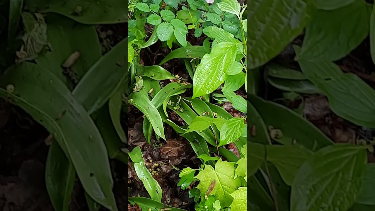 21. April 2024. Traurige Tulpe. ⚘ Sad tulip.