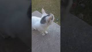 White Cat Wants My Attention