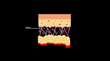Apex – Animated Motion Sample