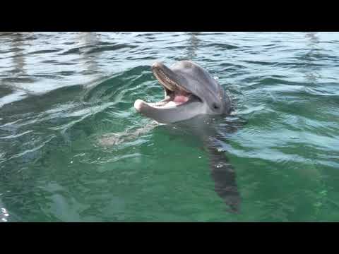 Nicholas' Rescue Anniversary