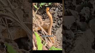 Is Indian rat snake the biggest scammer in snake world?