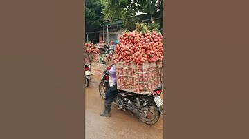 Video 2019. Lục ngạn mùa vải chín..