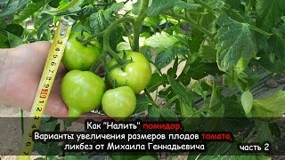 Как ''Налить'' помидор. Варианты увеличения размеров томата, ликбез от Михаила Геннадьевича, часть 2