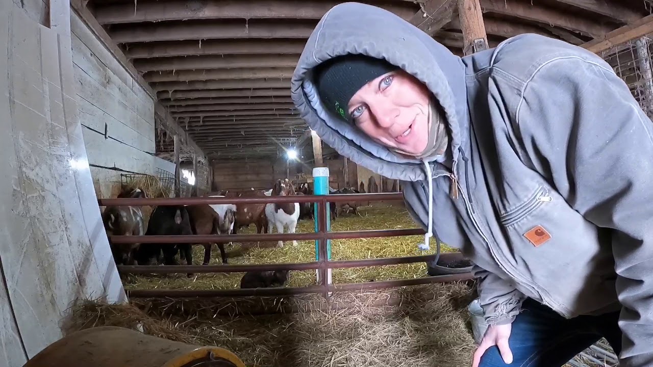 New mineral molasses tub for the goats vlog 30 YouTube
