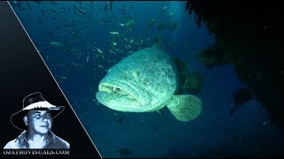 Goliath Grouper & Minnows 02 Footage