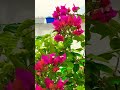 #bollywood #flowers #garden #gardeningflowers #nature #arijitsingt