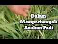 Mempebanyak anakan tananam padi yang efektif