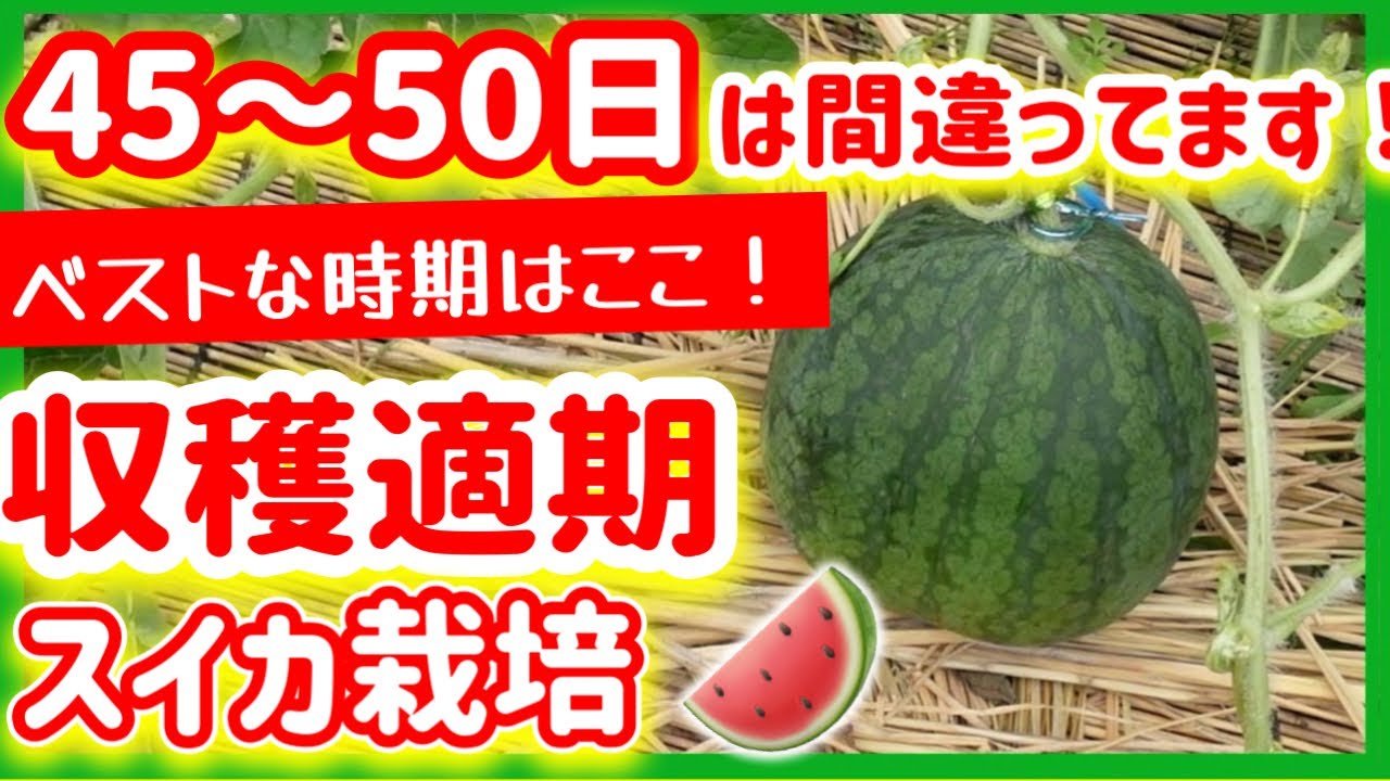 スイカ栽培】スイカの収穫適期！45～50日は間違ってます！ ～みどりふ