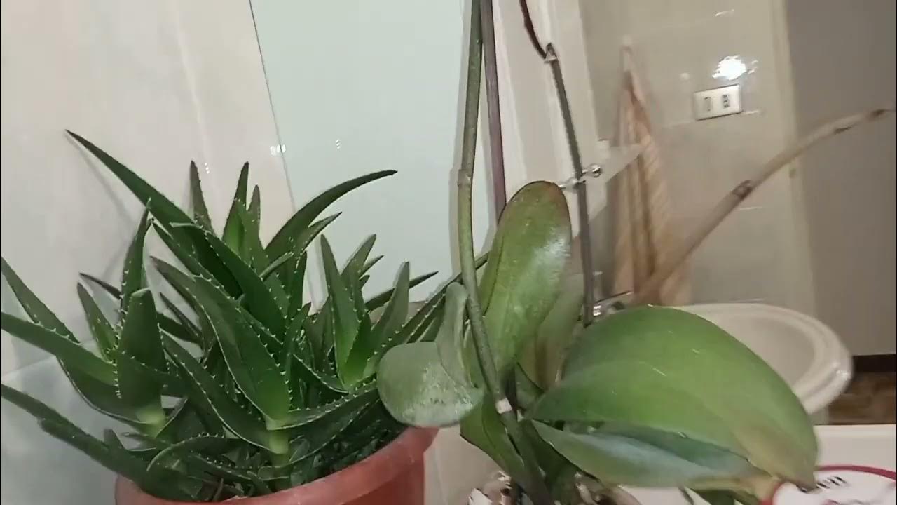 easy way to remove stain from bathtub ️ ️ ️ YouTube