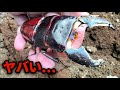 異様な姿のヒラタクワガタが羽化してきました