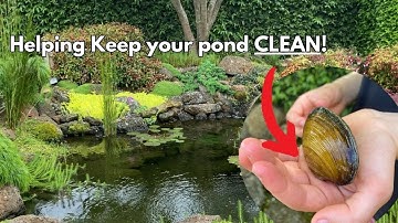 If you want a healthy pond ecosystem watch this!