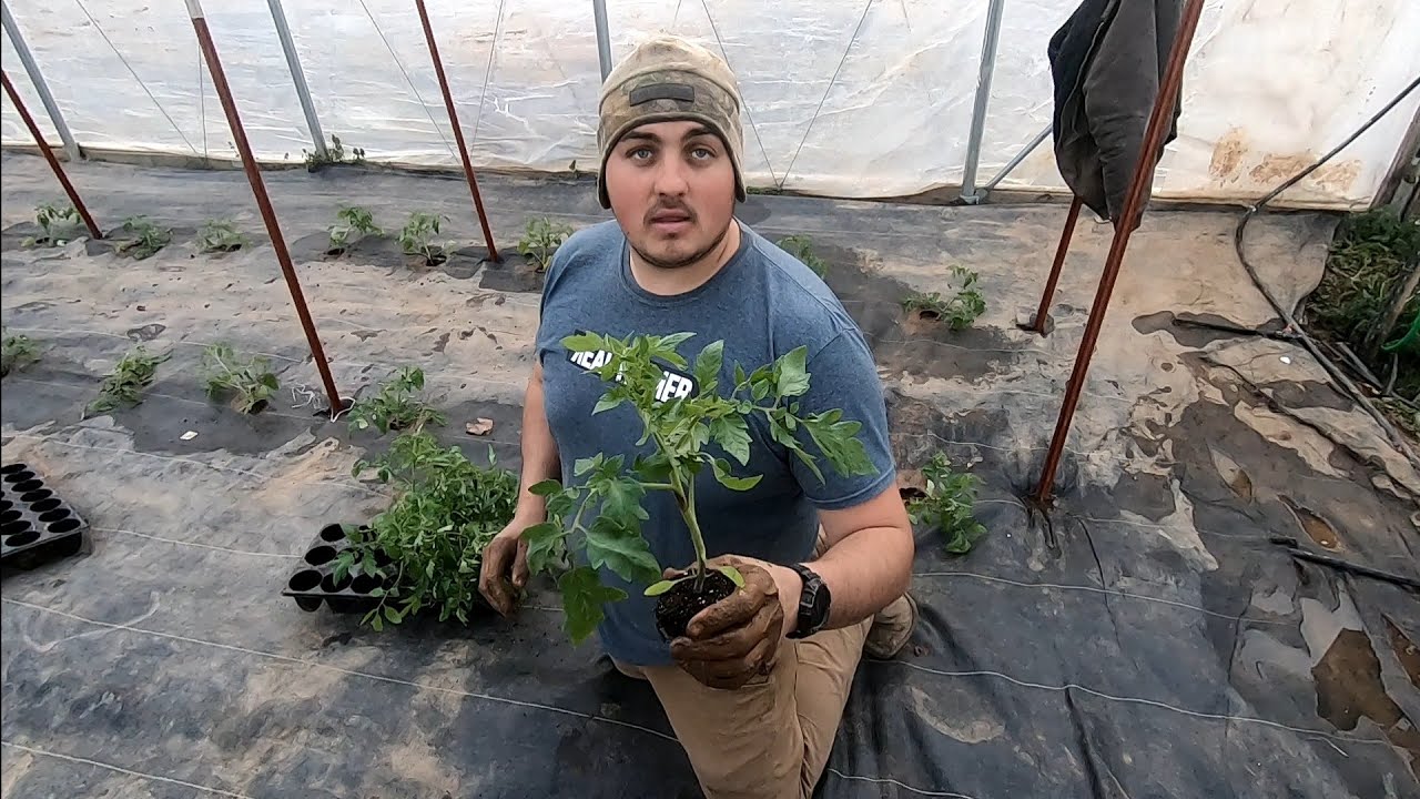 Planting Tomatoes! YouTube