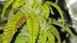 Exotic LED grow tent. Day 26 night shots!
