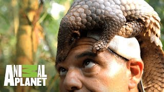 Pangolin curls up to protect itself | Wild Frank: Dragons | Animal Planet