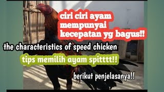 Cara Membedakan Ayam Bangkok Dan Ayam Kampung. 