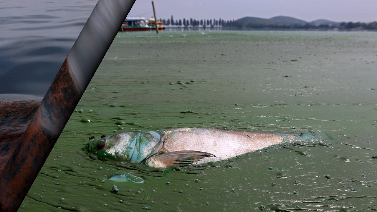 Новости про воду. Загрязнение рек. Загрязненные водоемы. Грязный водоем. Грязная вода.