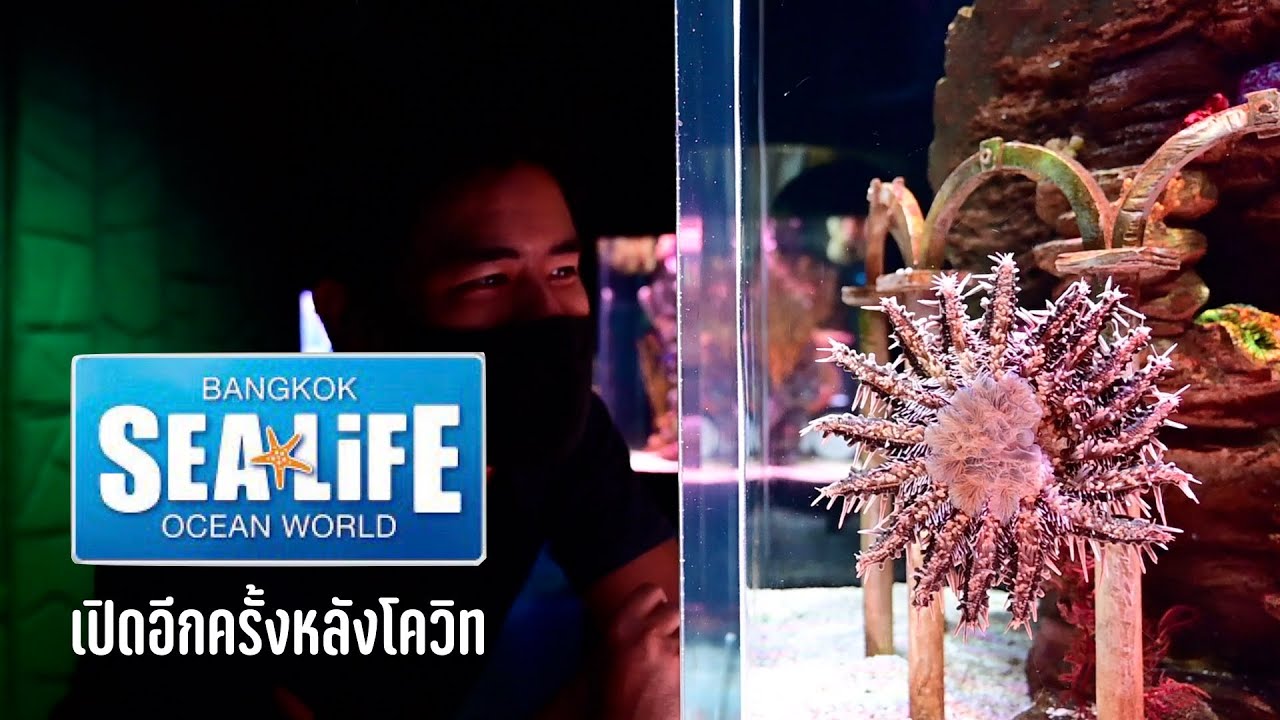 ส่อง SEA★LIFE Bangkok เปิดอีกครั้งหลังโควิท