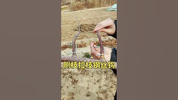 Apple tree branch pulling and shaping using fruit tree branch pulling device