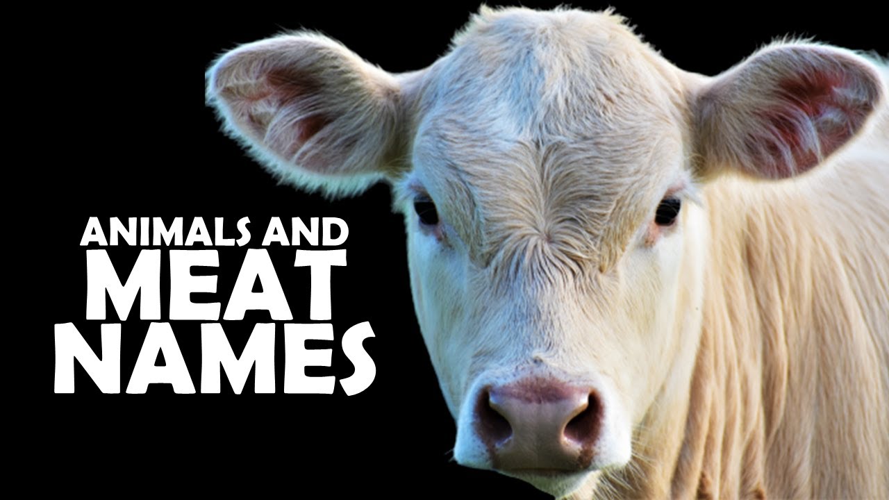ANIMALS and MEAT NAMES YouTube