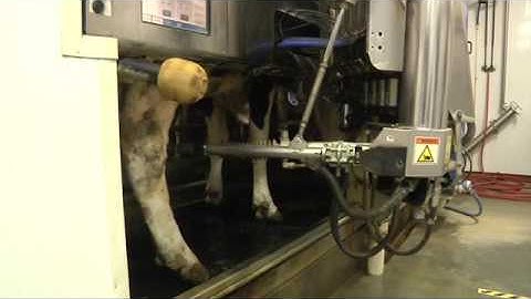 VMS Robotic Milking System - L&S Farms - Milk Quality & Animal Health