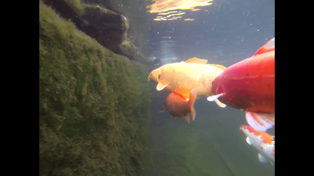 Teichtagebuch 07.06.2014 Ozon im Koiteich / GoPro Hero3 YouTube