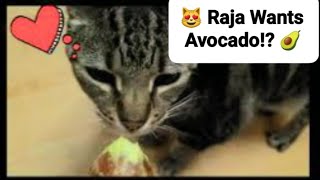 Cat Reaction: Raja Wants Avocado 🥑 😻 by Frolicking Felines 44 views 6 months ago 27 seconds