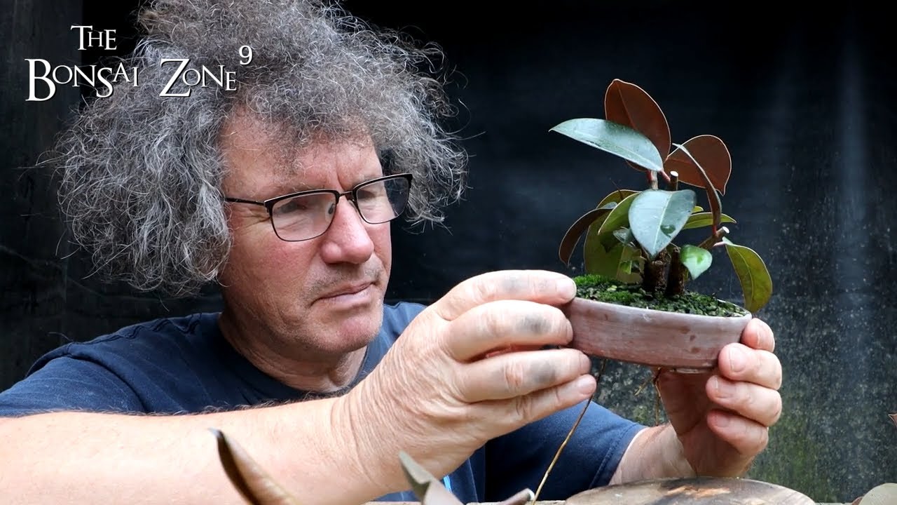Ficus Fancy and My Rubber Tree, The Bonsai Zone, Sept 2022 YouTube
