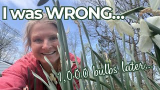 I thought 1,000 daffodils would be enough… I was wrong