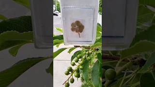 Saint Patricia celebrates Doris Hart