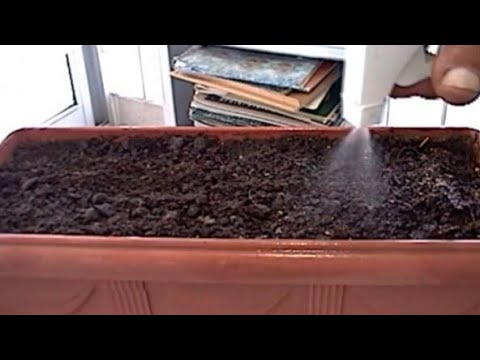 How to Plant Catnip from Seeds