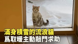 被主人抛棄的寵物貓每天守在樓下因爲寒冷主動敲門求助