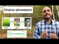 Chaîne Alimentaire Définition